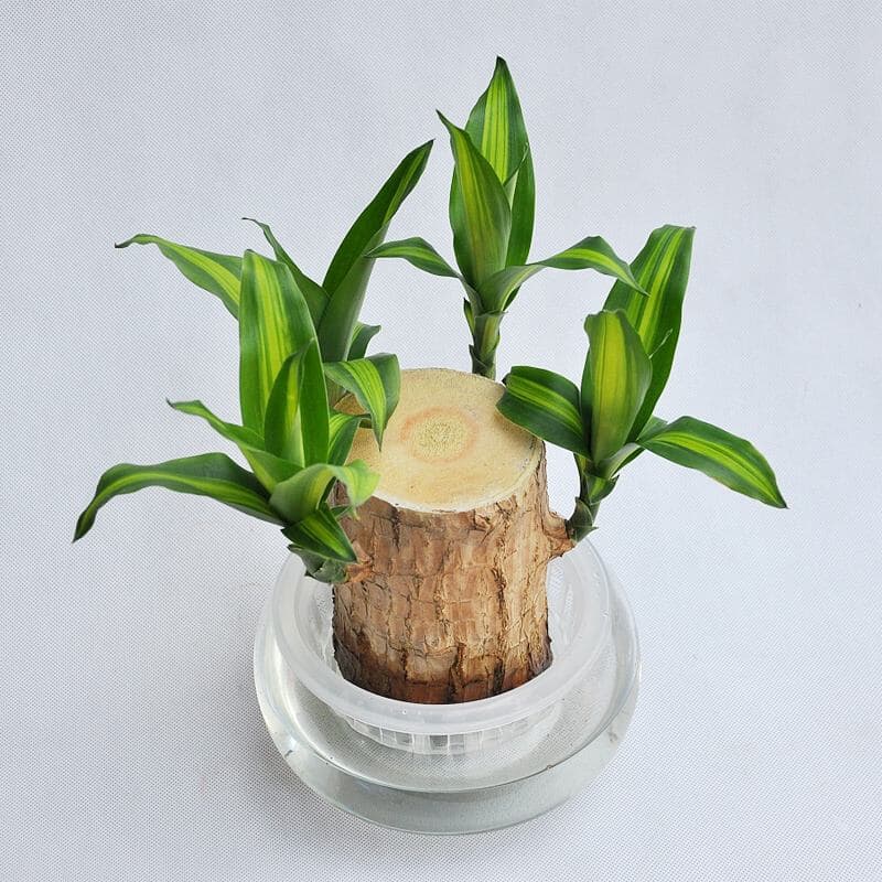 巴西木几年开一次花?