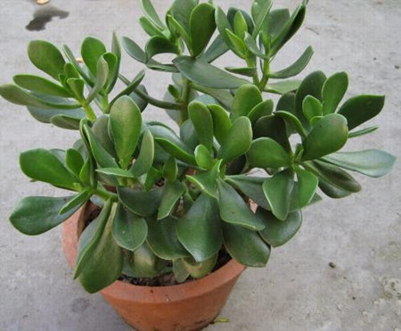 玻璃花有没有花和果实?