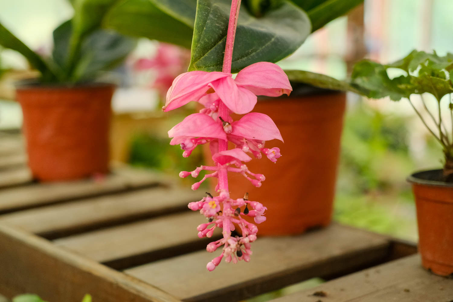 宝莲灯花开完后怎么办?