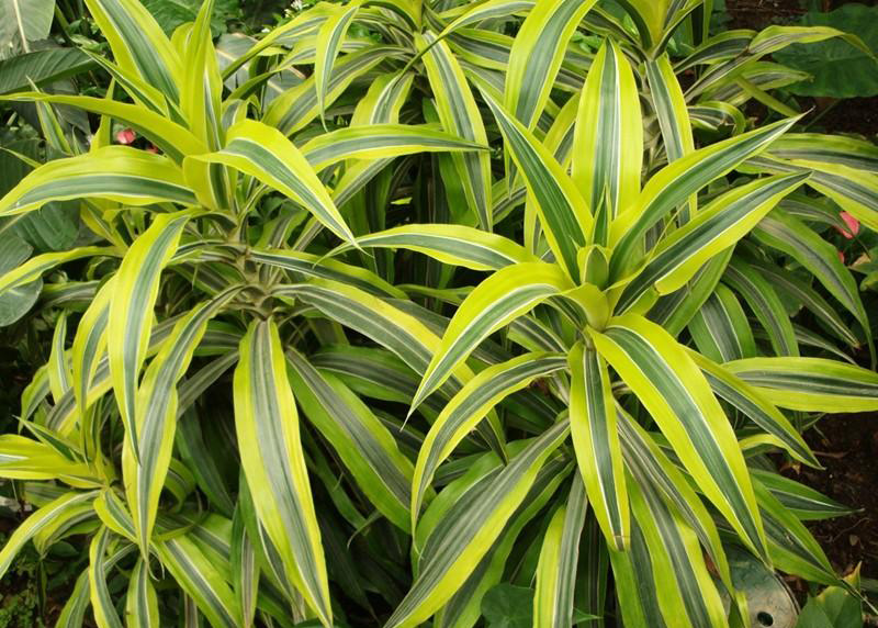 百合竹叶子上有斑点怎么办?