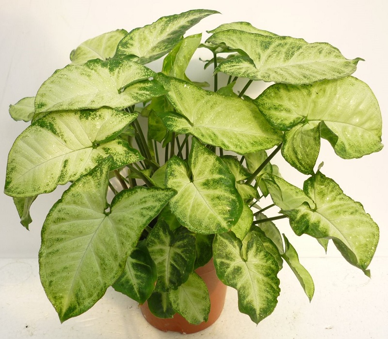 白蝴蝶花有什么花和果实?