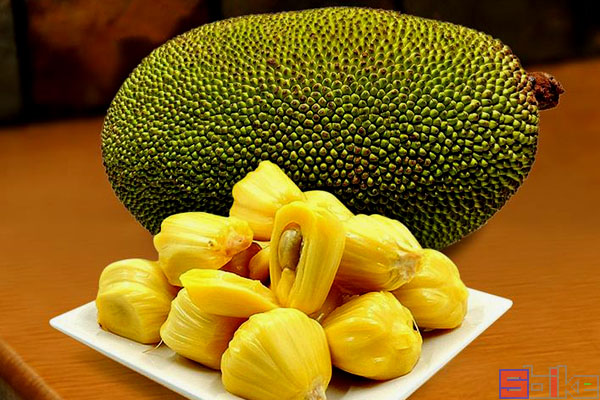 菠萝蜜的核能吃吗?