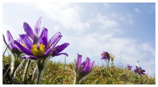 白头翁在什么季节会繁殖开花?