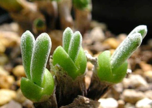 冬季怎么种植冰灯玉露?