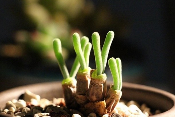 冰灯玉露会长哪些害虫,怎么进行防治?