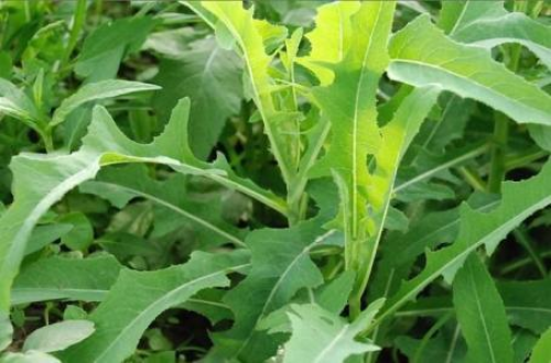 败酱草的功效与作用-中草药大全- 中药健康网