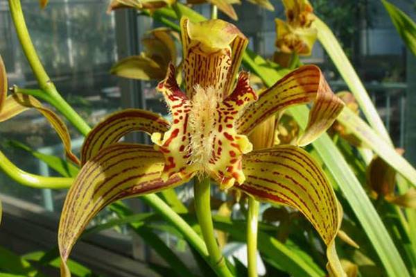 怎么在阳台养斑舌兰?