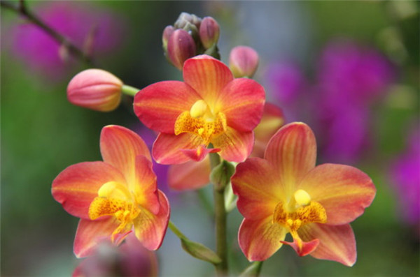 苞舌兰怎么施肥,有哪些肥料?