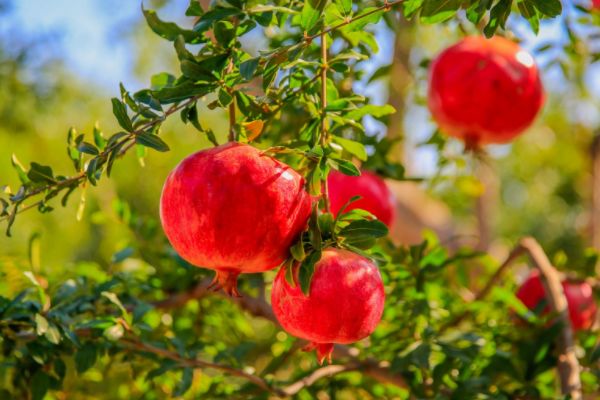 石榴树的生长习性和适应环境有哪些特点?