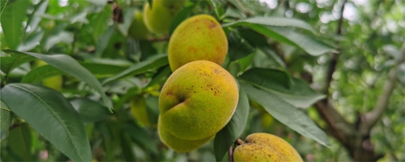 院子里的桃树有什么禁忌?如何避免桃树带来的凶气?