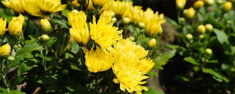 如何将菊花合理地摆放在家中,避免带来不良影响?