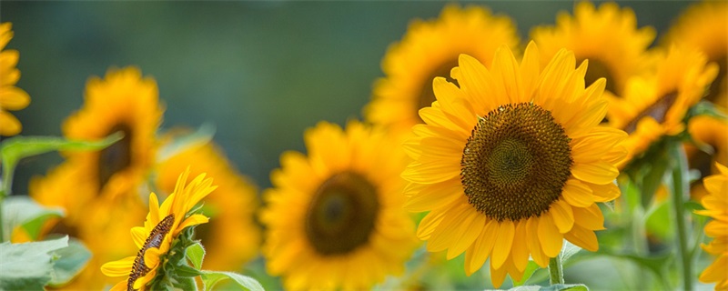 放向日葵会给家居带来哪些不良影响?