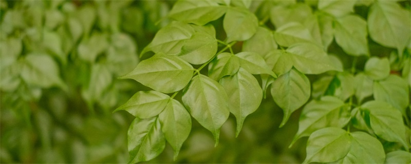 幸福树放在哪个位置有利于健康和财运?