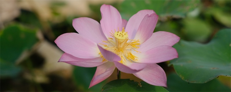 如何在家里养荷花才更符合风水?有助于改善家庭运势的荷花风水摆放技巧