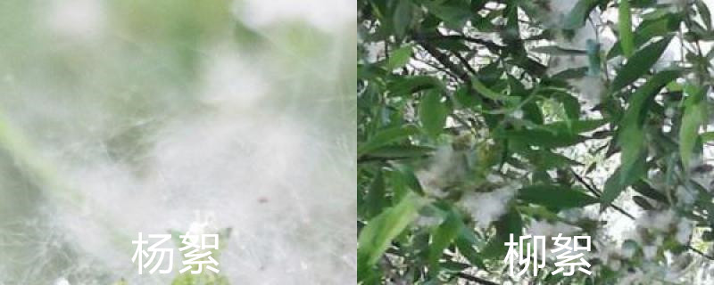 杨絮和柳絮的叶子和树形状上有哪些区别?