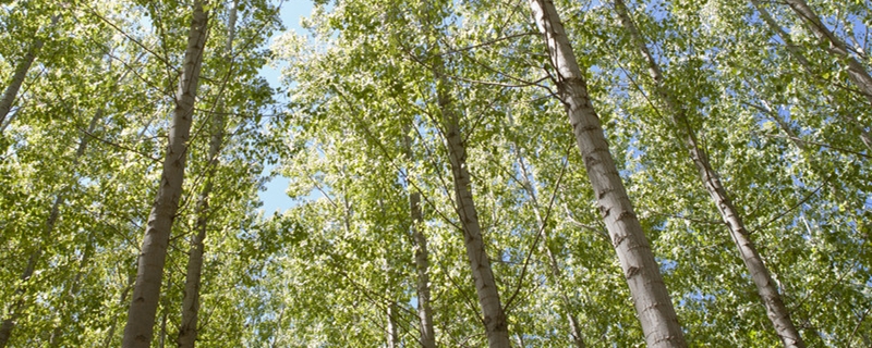 杨树开花的气候条件要求有哪些?