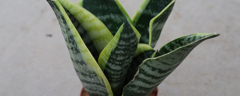 客厅隔断柜上适合放什么植物?