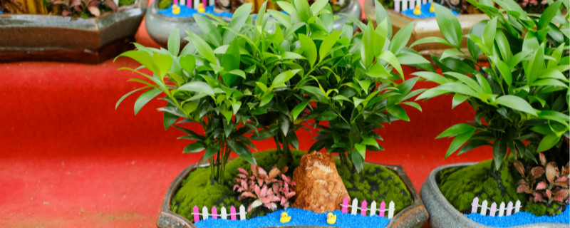 为什么家里不能养竹柏?