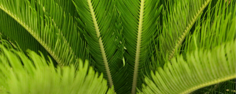 如何培育出开花期更长的铁树?