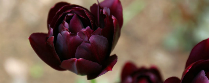 常见的陆地生物发光植物有哪些?