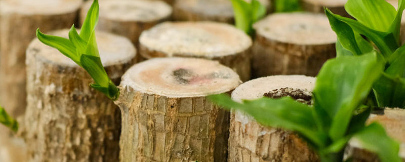 水培巴西木可以一直泡在水里吗?