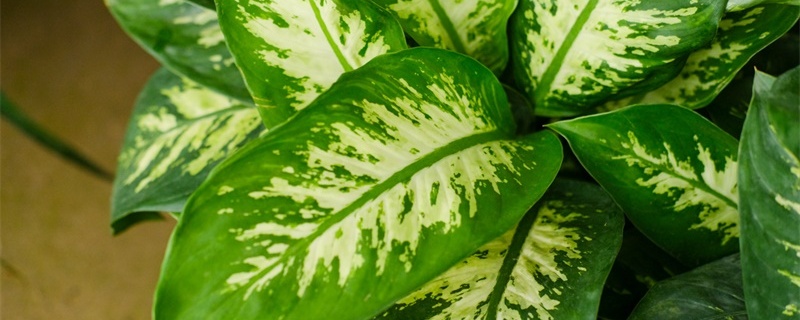 有哪些耐阴的植物适合在家里养?