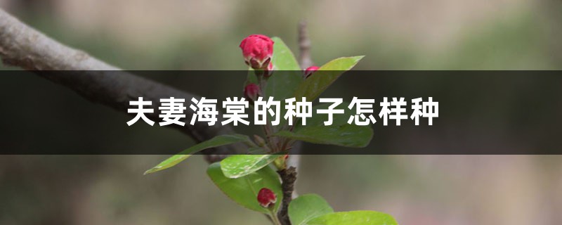 从采摘到种植:夫妻海棠种子的处理方法