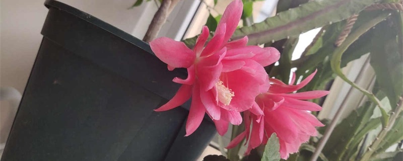 令箭扦插晾根过程中需要注意哪些问题?