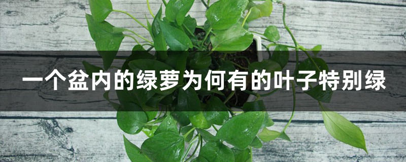 一个盆内的绿萝,为什么颜色互不相同?