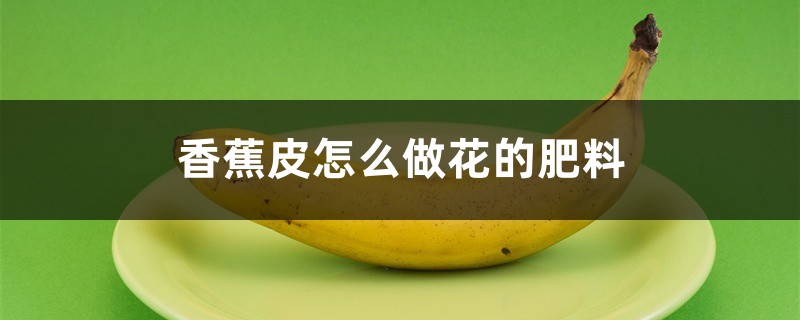 香蕉皮怎么才能做成花的肥料?