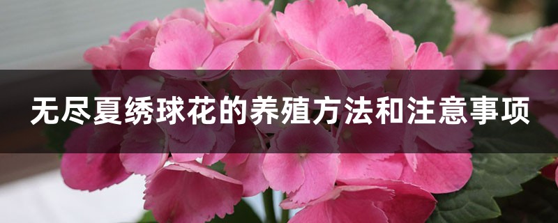 养殖无尽夏绣球花的时候药注意哪些事项?