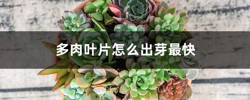 多肉叶片有哪些最快的出芽方法?