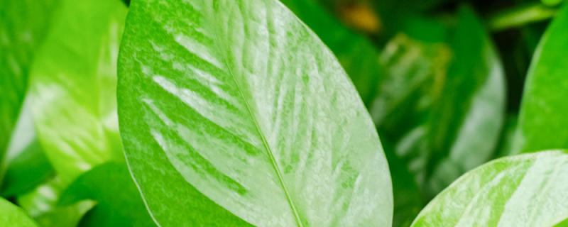 让绿萝疯长的妙招有哪些?