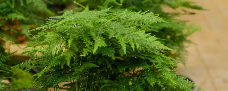 文竹黄叶了有哪些补救的方法?