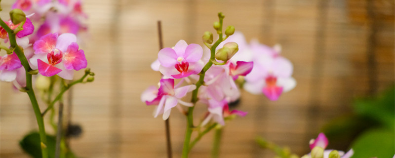 蝴蝶兰每天几点钟开花?