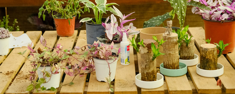 加仑盆和青山盆有哪些区别?