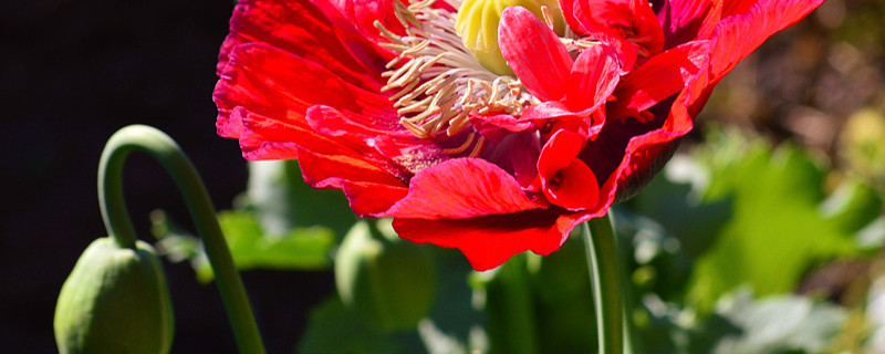 罂粟苗能用来炒菜吗?