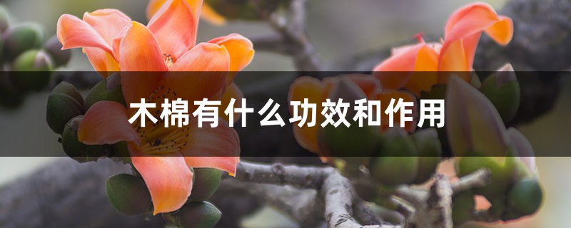 木棉树皮在药用方面有哪些功效?