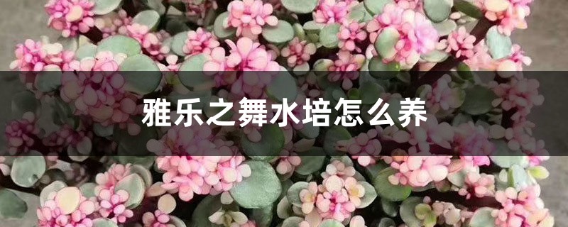 雅乐之舞喜欢阳光吗,水培方法有哪些?