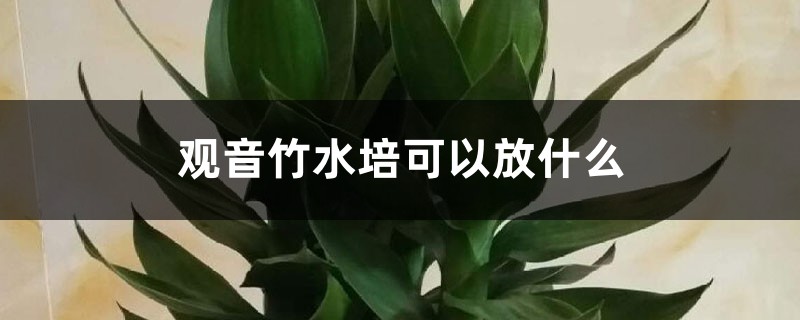 观音竹水培需要放些什么?
