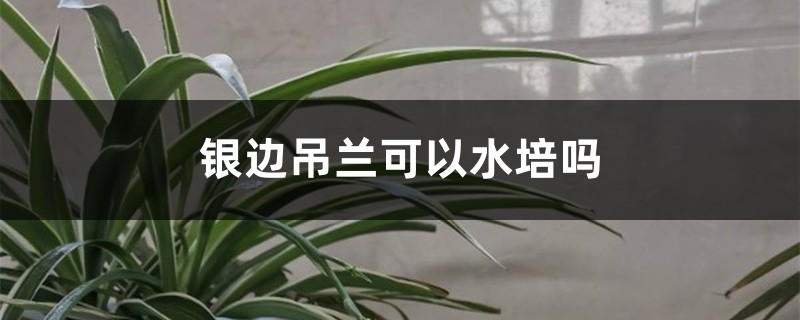 银边吊兰怎么水培?