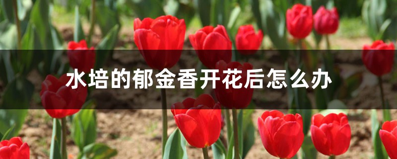 水培郁金香开花后怎么办?