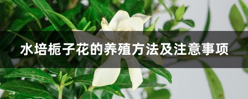 水培栀子花有哪些要注意的方法?