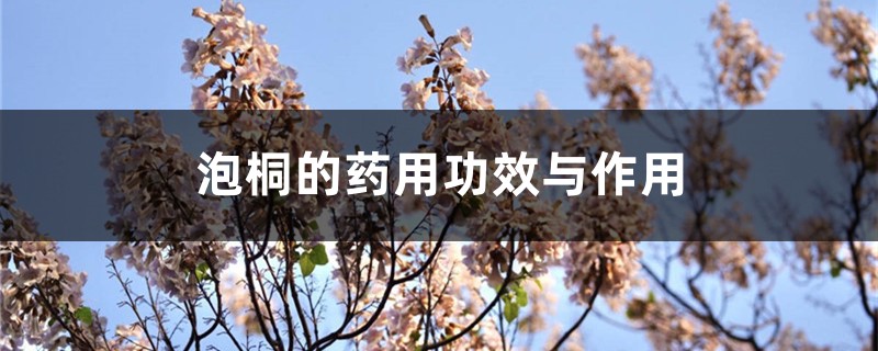 泡桐有哪些药用价值,功效是什么?