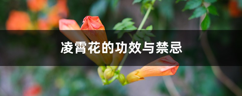 凌霄花有哪些功效?
