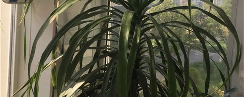 荷兰铁和龙血树有哪些区别,哪个更好养?