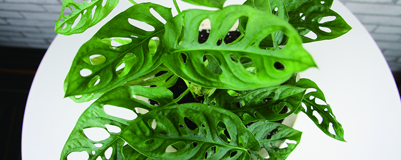 仙洞龟背竹与龟背竹是同一类植物吗?