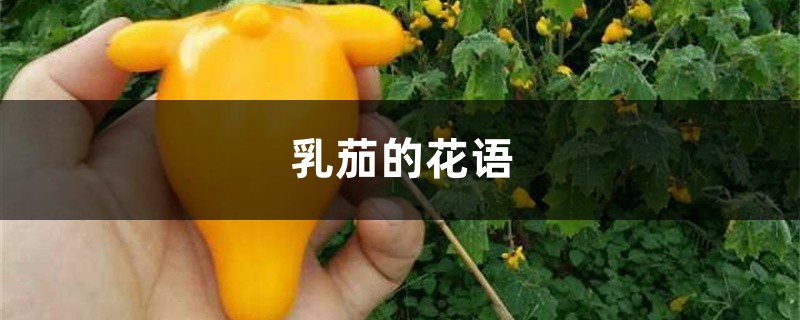 乳茄的花语是什么,有哪些传说故事?