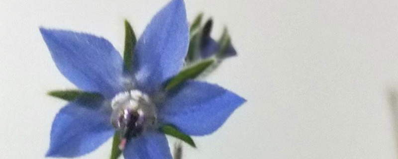 琉璃苣的花语和寓意分别是什么?