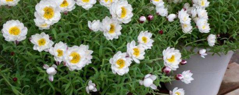 白晶菊和雏菊有哪些区别,分别代表什么寓意?